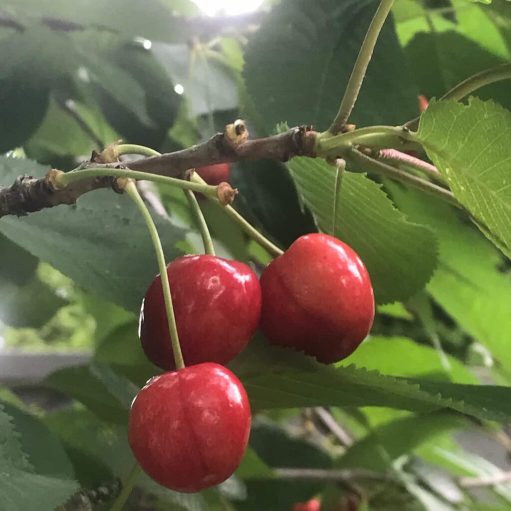 duolingo image description examples, how to describe an image in the duolingo english test, image description det, write about a photo duolingo